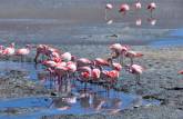 Observando os flamingos da Laguna Hedionda, a caminho do Salar de Uyuni, na Bolívia